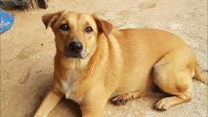 พันธ์ทาง บัดดี้