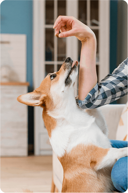 เรียนรู้วิธีเลี้ยงสุนัข